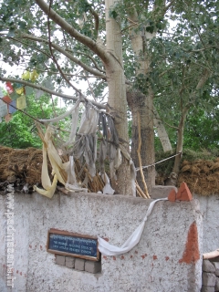 Staff of Rinchen Zangpo (willow tree) Alchi